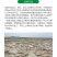 压盐消碱盐碱土壤改良剂盐碱克星除盐碱消板结提高出苗率降解