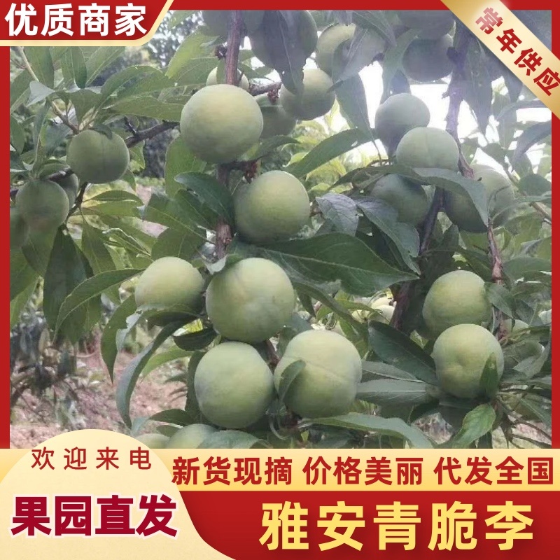 四川清脆李大量上市中，一手货源视频看货全国发货