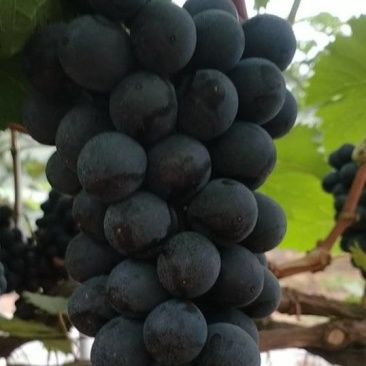 夏黑葡萄大量有货