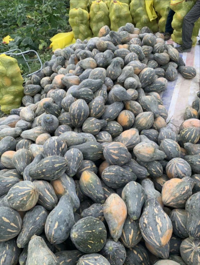 香芋南瓜大量上市