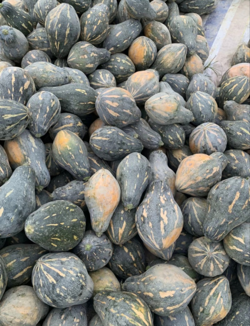 香芋南瓜大量上市