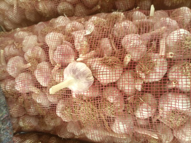 商河白桥大青棵蒜种