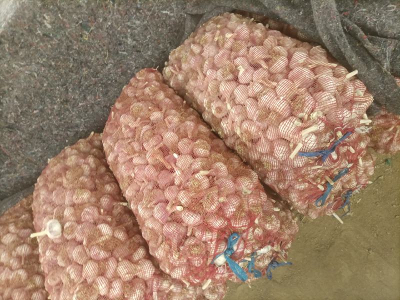 商河白桥大青棵蒜种