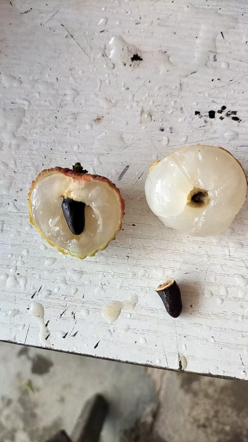 广西钦州糯米糍荔枝，皮薄肉厚，纯甜无酸！