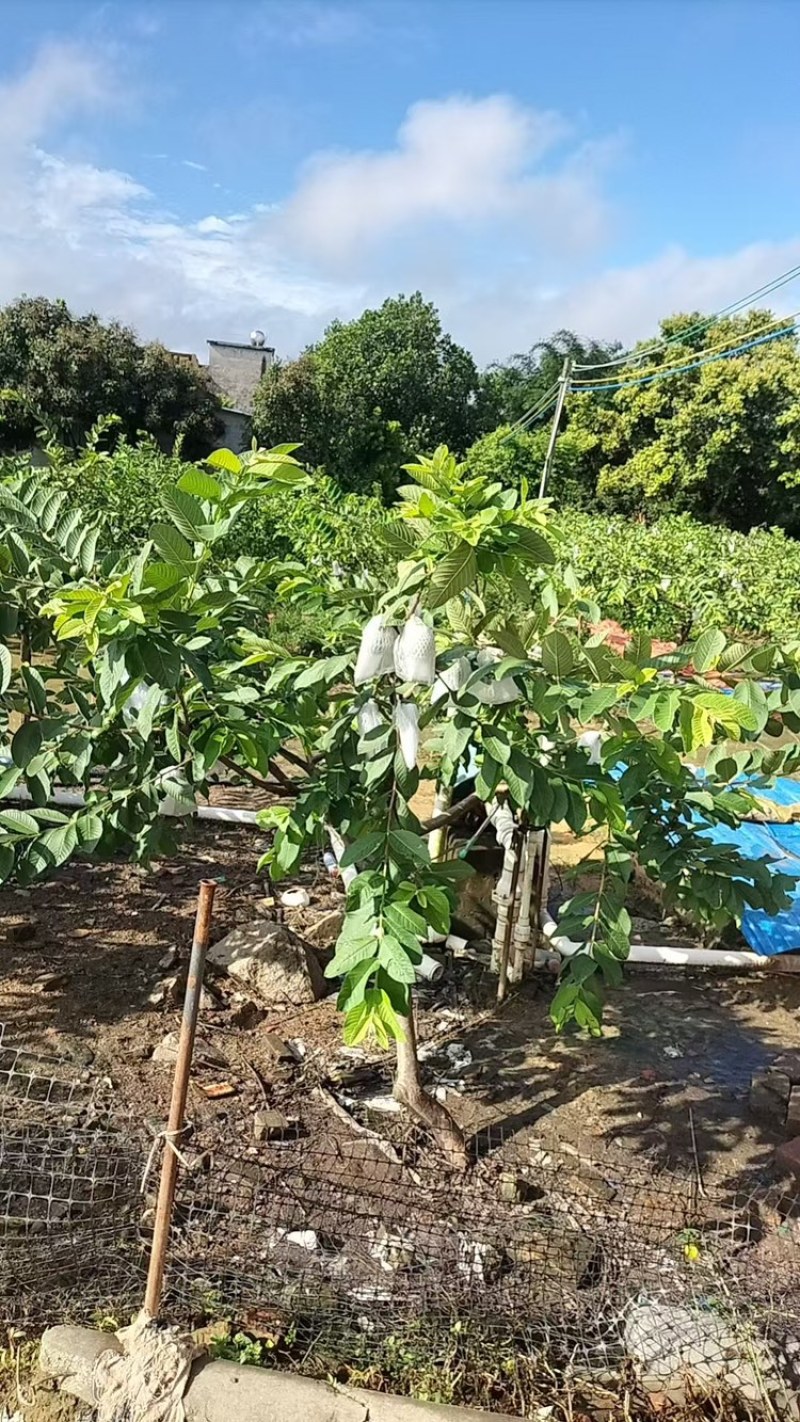 番石榴品质保证服务周到产地直发价格美丽