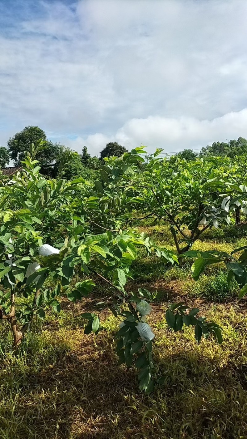 番石榴品质保证服务周到产地直发价格美丽