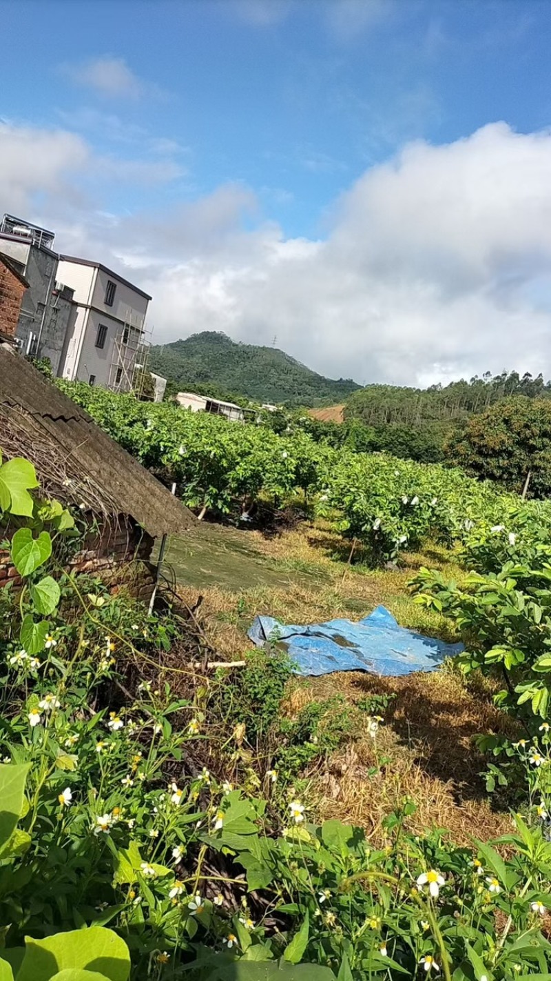 番石榴品质保证服务周到产地直发价格美丽