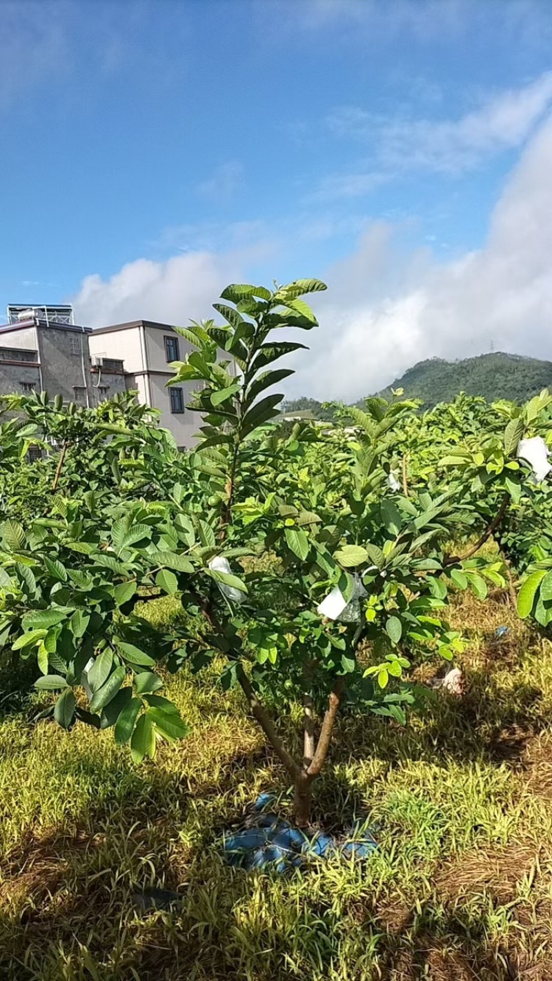 白心番石榴品质保证服务周到产地直发价格美丽