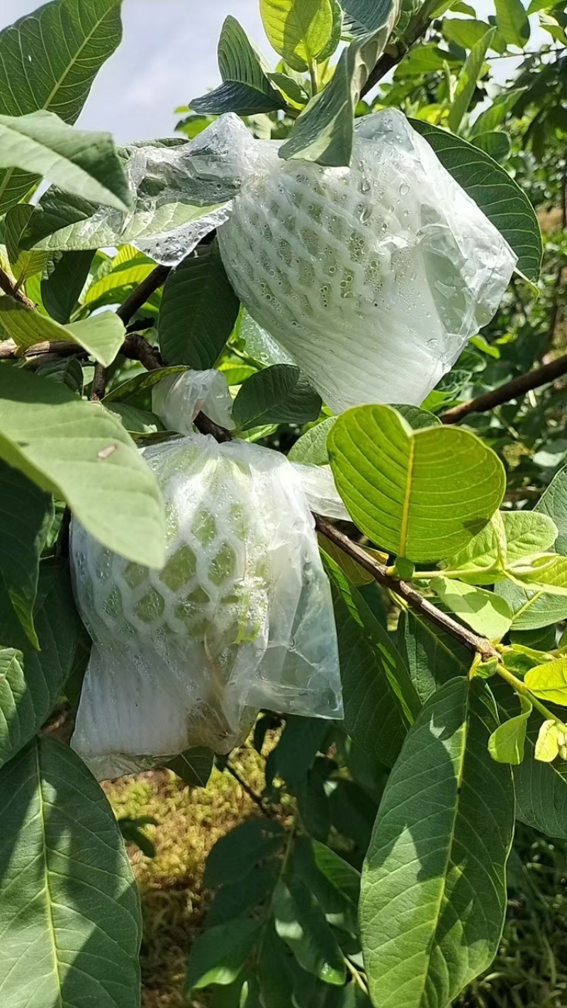 白心番石榴品质保证服务周到产地直发价格美丽