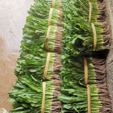广东香菜，香菜，老缅香菜大芫荽，