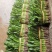 广东香菜，香菜，老缅香菜大芫荽，