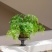 铁线蕨盆栽水培苔藓球室内客厅桌面绿植蕨类植物耐阴好养四季常青