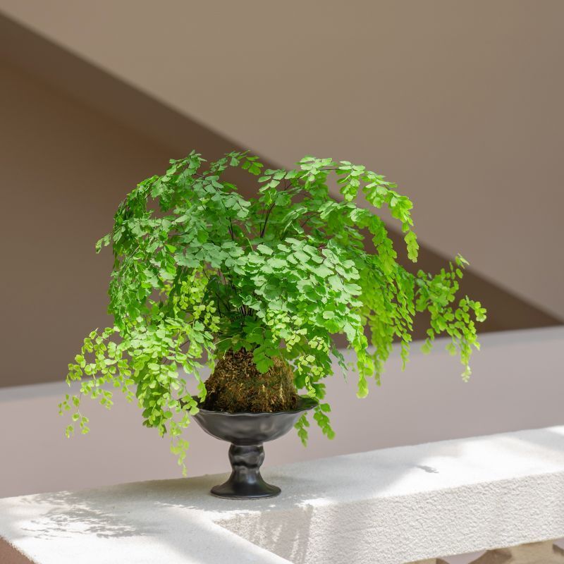 铁线蕨盆栽水培苔藓球室内客厅桌面绿植蕨类植物耐阴好养四季常青