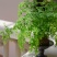 铁线蕨盆栽水培苔藓球室内客厅桌面绿植蕨类植物耐阴好养四季常青