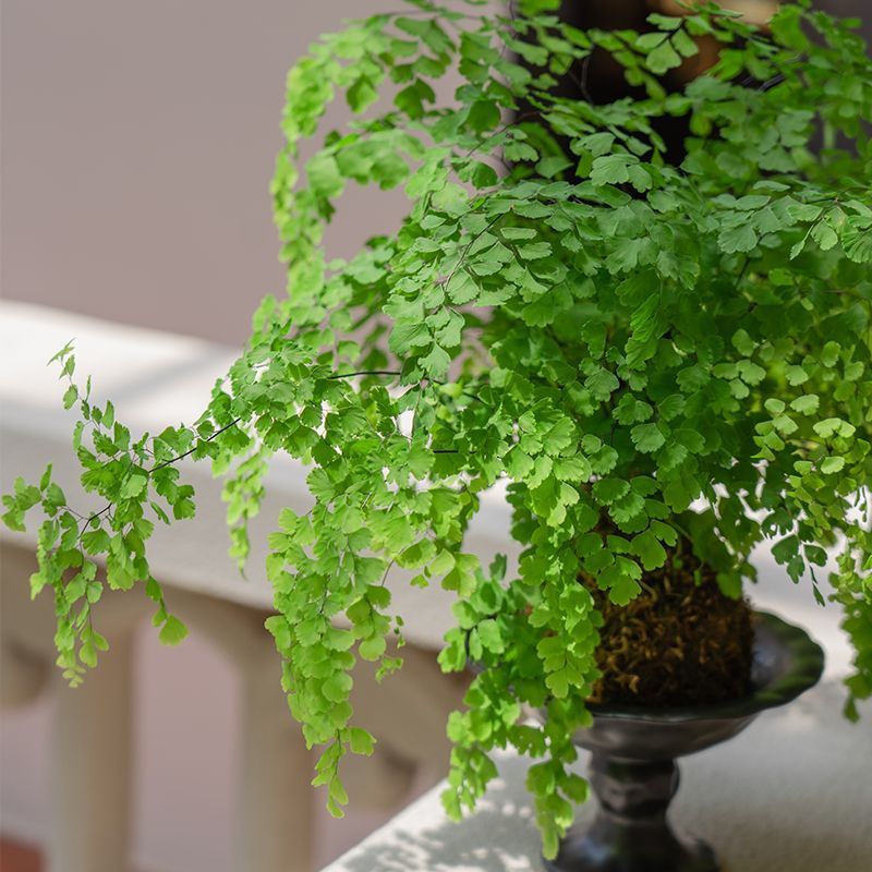 铁线蕨盆栽水培苔藓球室内客厅桌面绿植蕨类植物耐阴好养四季常青