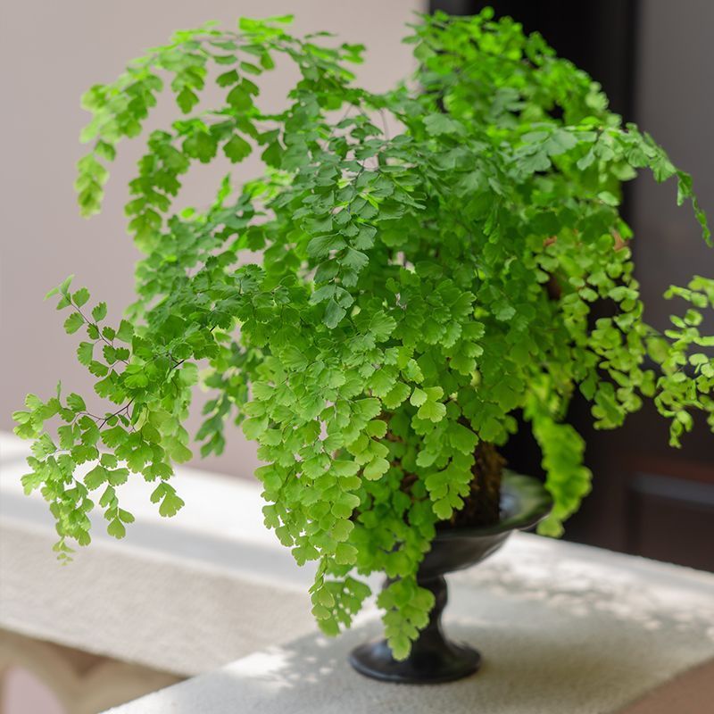 铁线蕨盆栽水培苔藓球室内客厅桌面绿植蕨类植物耐阴好养四季常青