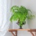 铁线蕨盆栽水培苔藓球室内客厅桌面绿植蕨类植物耐阴好养四季常青