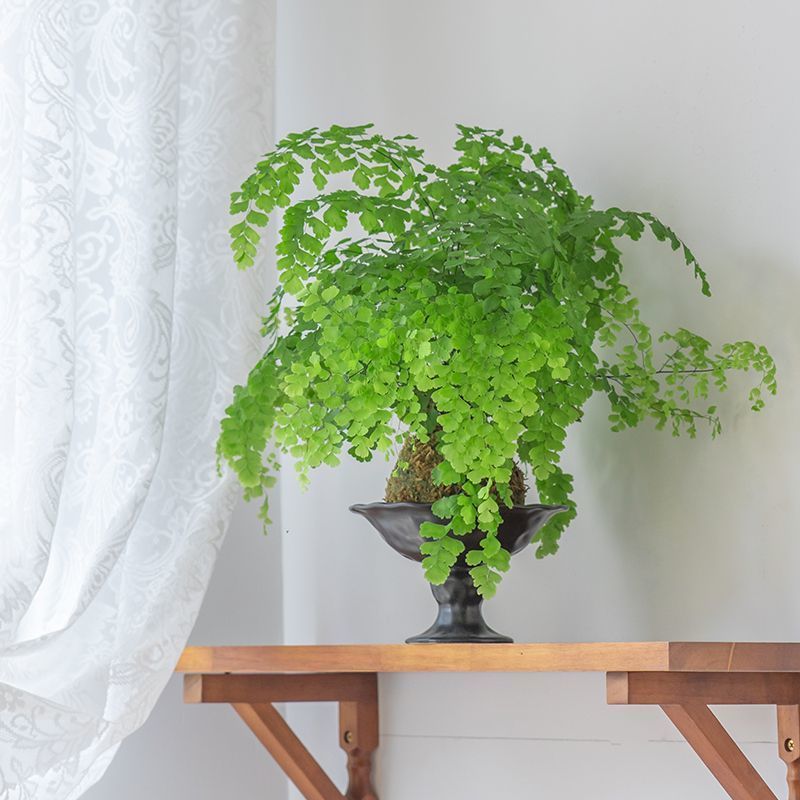 铁线蕨盆栽水培苔藓球室内客厅桌面绿植蕨类植物耐阴好养四季常青