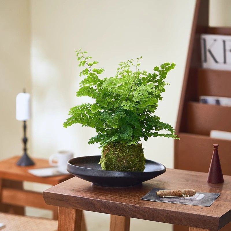 铁线蕨盆栽水培苔藓球室内客厅桌面绿植蕨类植物耐阴好养四季常青