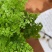 铁线蕨盆栽水培苔藓球室内客厅桌面绿植蕨类植物耐阴好养四季常青