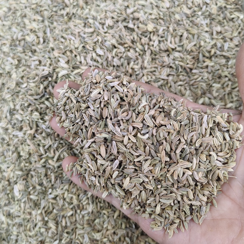 小茴香大货价格