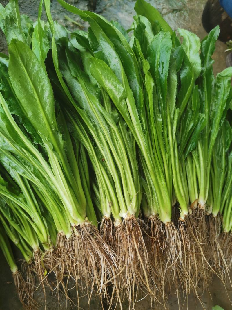 广东香菜，香菜，老缅香菜大芫荽，