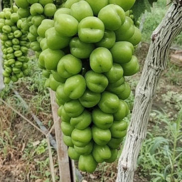 阳光玫瑰葡萄