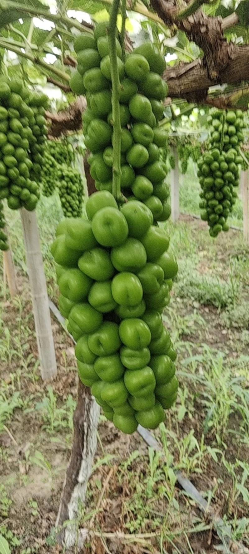 阳光玫瑰葡萄