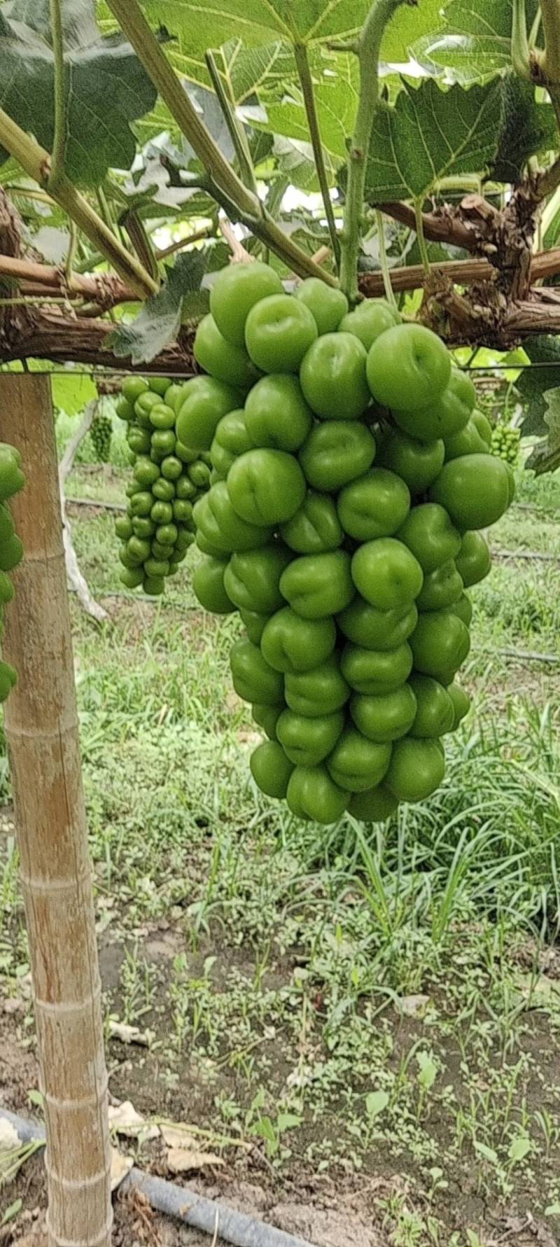 阳光玫瑰葡萄