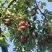 红宝石10-12个每斤，奈李5-6个一斤，翠冠梨2--3个一