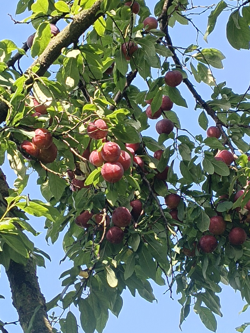 红宝石10-12个每斤，奈李5-6个一斤，翠冠梨2--3个一