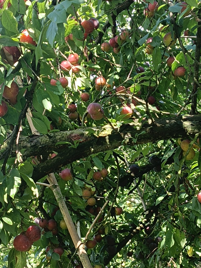 红宝石10-12个每斤，奈李5-6个一斤，翠冠梨2--3个一