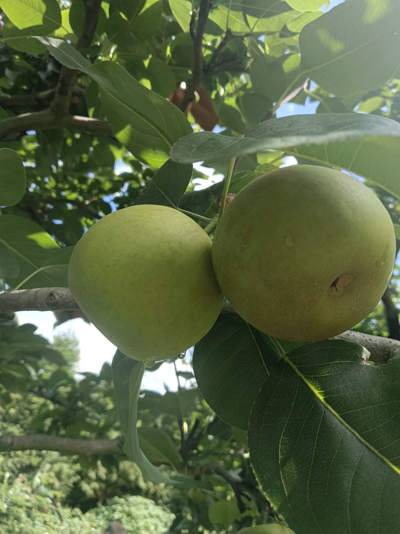 红宝石10-12个每斤，奈李5-6个一斤，翠冠梨2--3个一