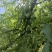 红宝石10-12个每斤，奈李5-6个一斤，翠冠梨2--3个一