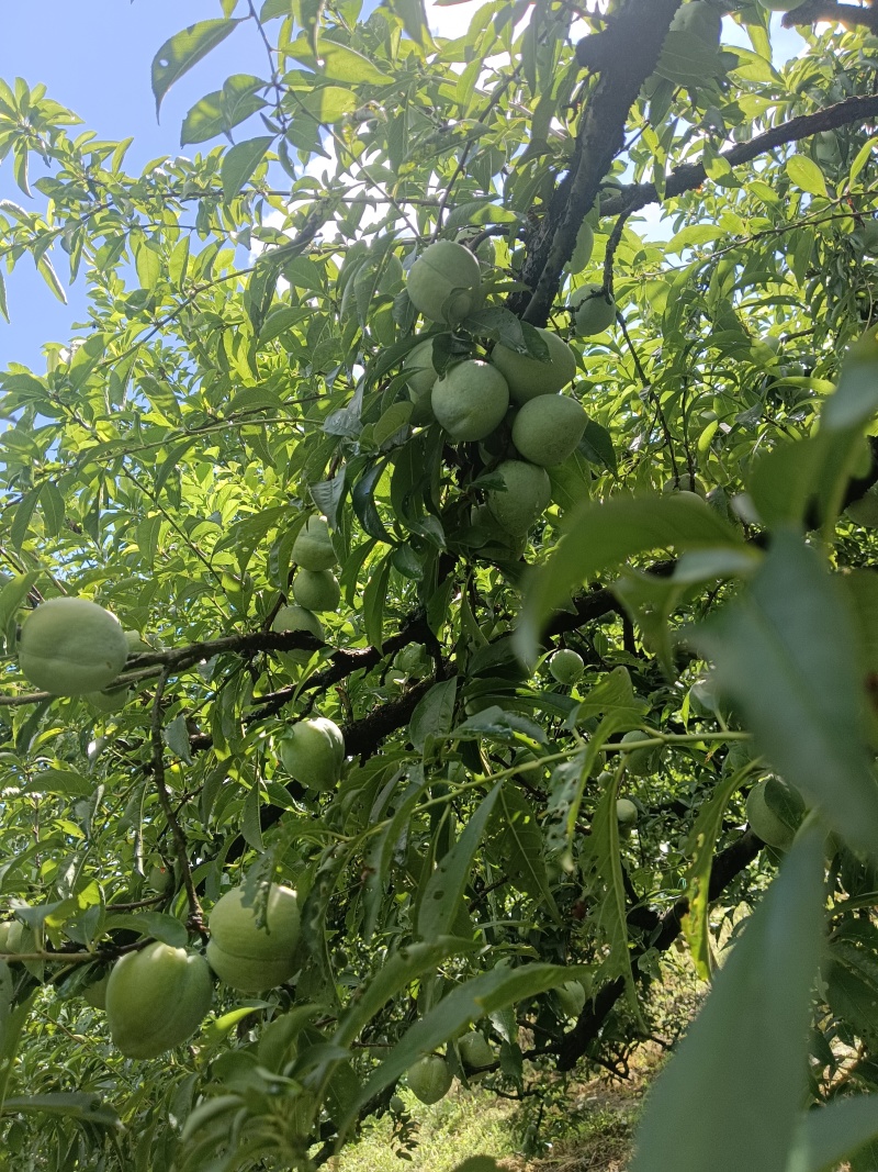 红宝石10-12个每斤，奈李5-6个一斤，翠冠梨2--3个一