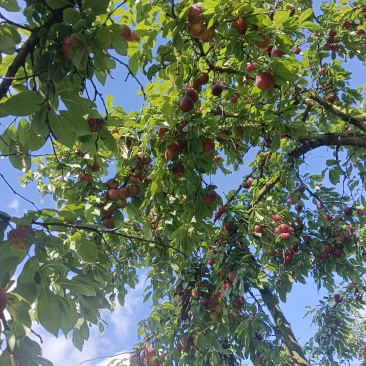 红宝石10-12个每斤，奈李5-6个一斤，翠冠梨2--3个一