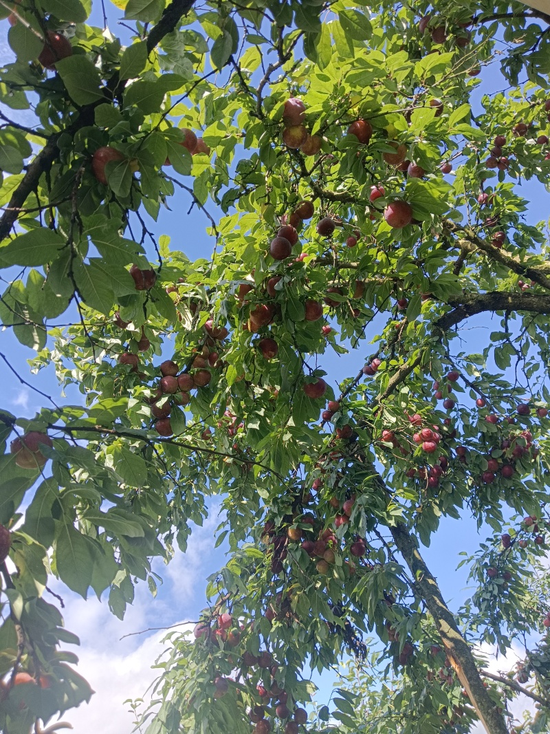 红宝石10-12个每斤，奈李5-6个一斤，翠冠梨2--3个一