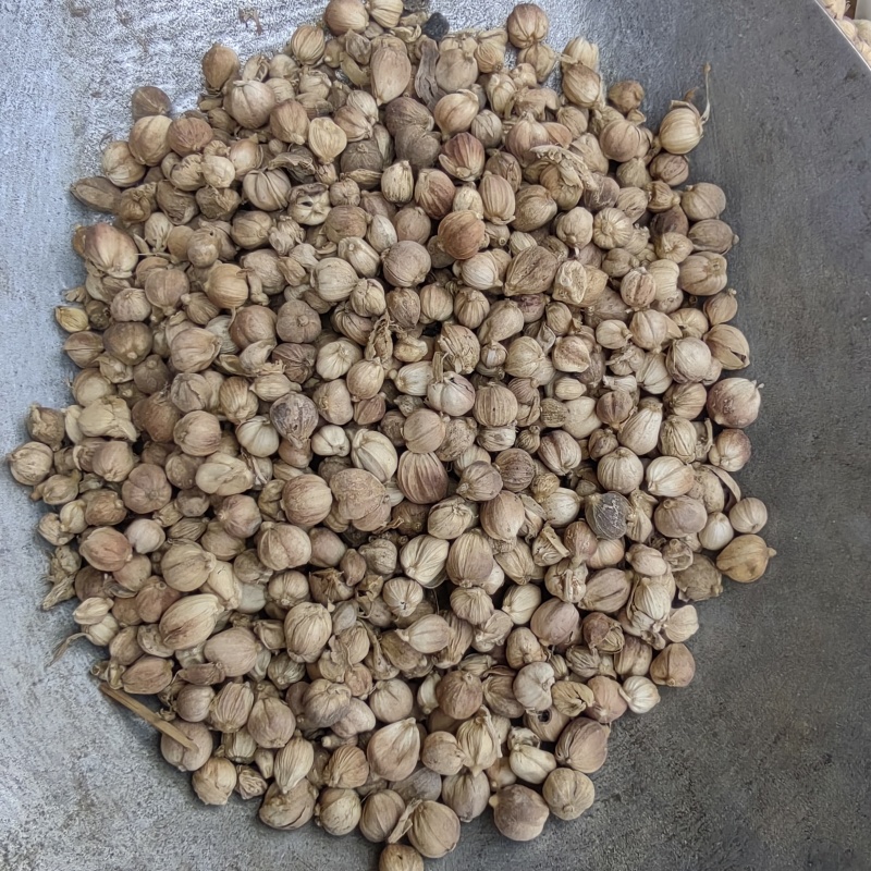白豆蔻批发价格