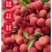 荔枝