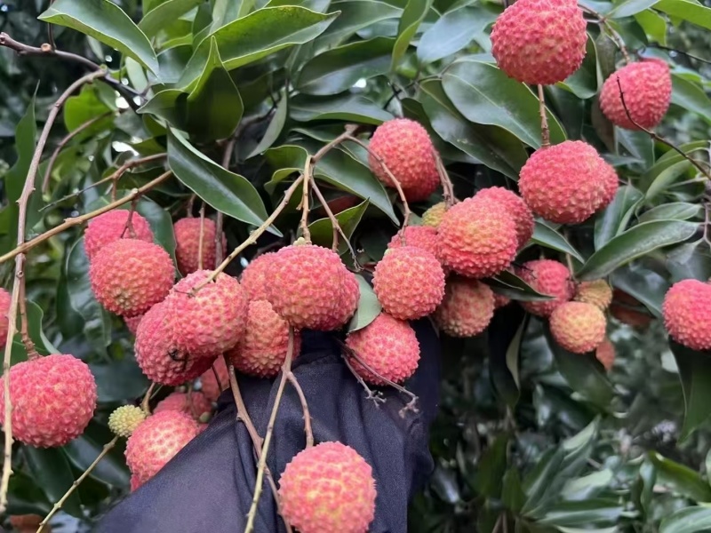 荔枝