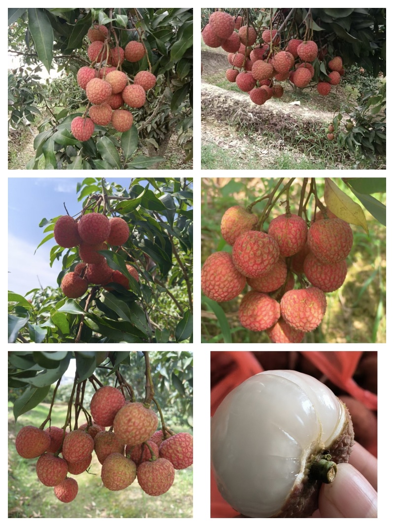 荔枝