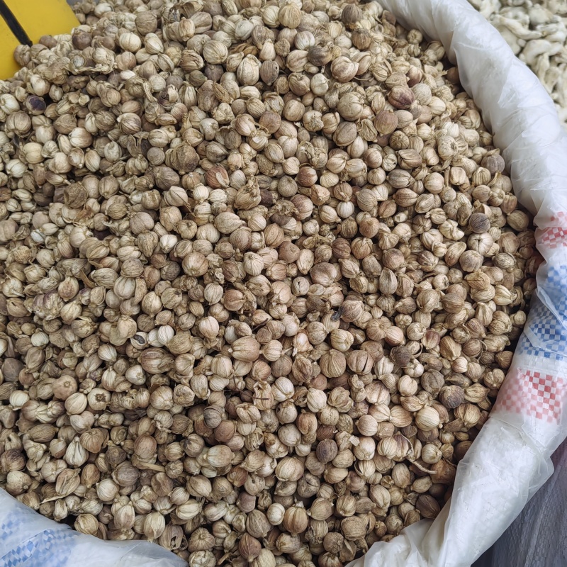 白豆蔻大货价格