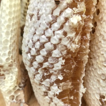 土蜂蜜