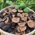 番石榴干番石榴幼果干***小芭乐干番石榴干片泡水泡茶养生3斤