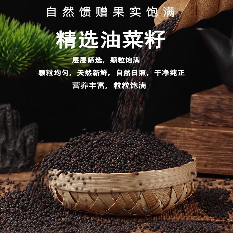 新油菜籽，大量有货，欢迎选购