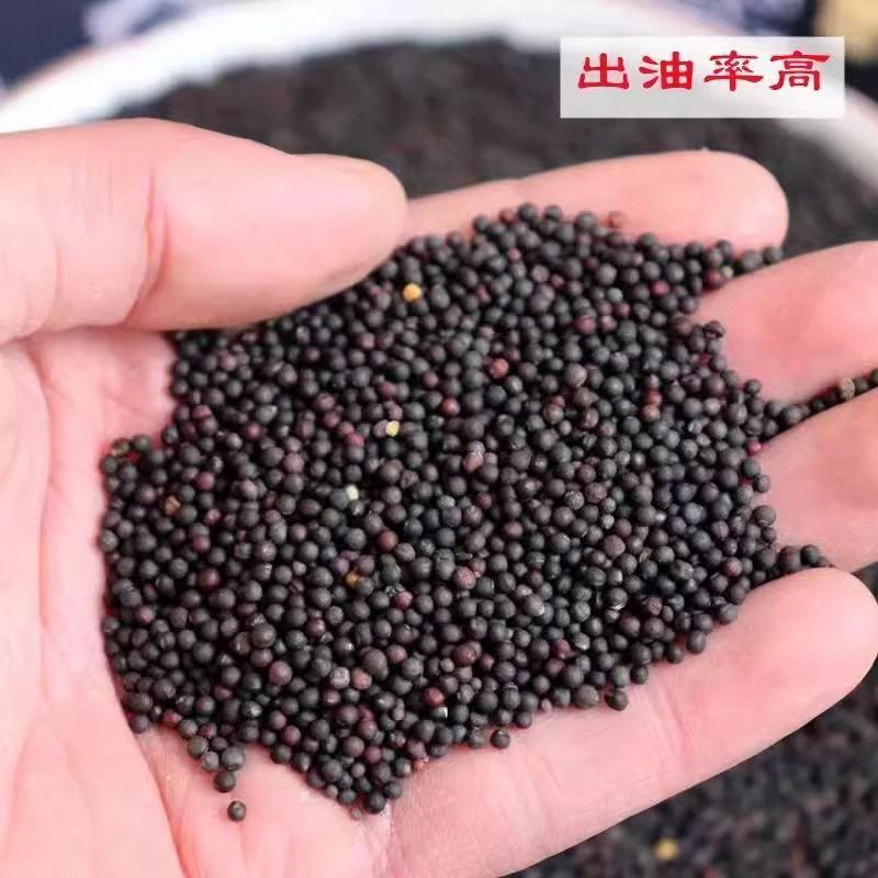 新油菜籽，大量有货，欢迎选购