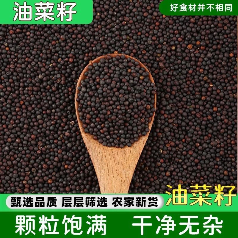 新油菜籽，大量有货，欢迎选购