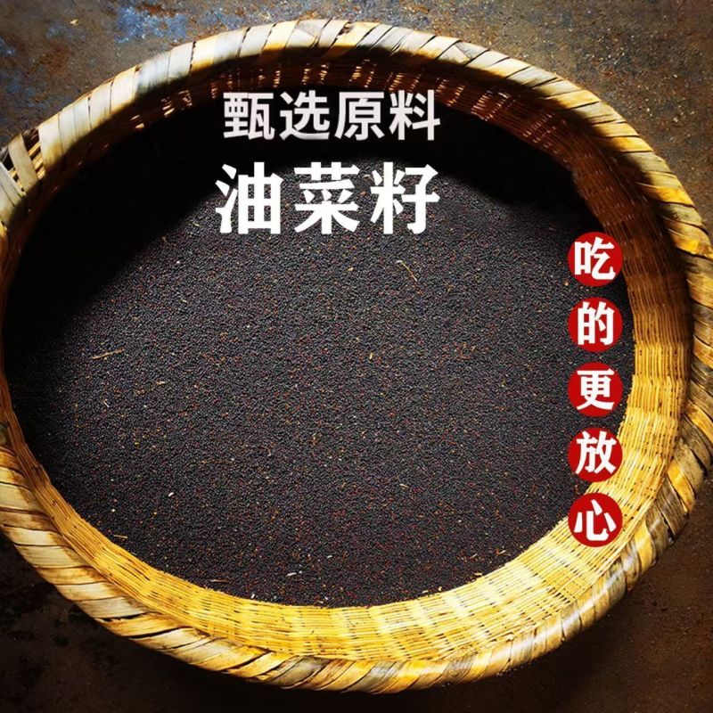 新油菜籽，大量有货，欢迎选购