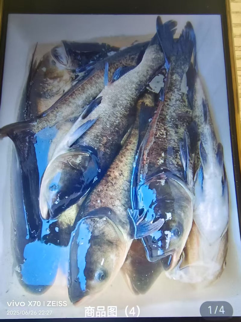 浙江杭州市有大量白鲢鱼共应