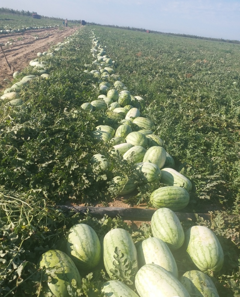 硒砂瓜宁夏石头瓜大量现货供应，规格齐全，可视频看货发全国